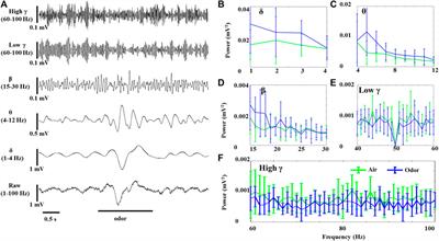 Odor-induced modification of oscillations and related theta-higher gamma coupling in olfactory bulb neurons of awake and anesthetized rats